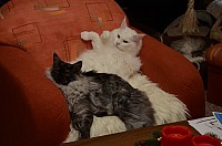 nickybaer_katzenfoto_201212_001