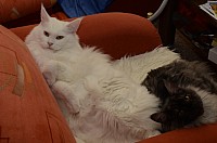 nickybaer_katzenfoto_201212_002