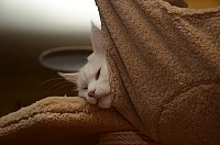 nickybaer_katzenfoto_201212_003