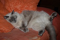 nickybaer_katzenfoto_201212_004