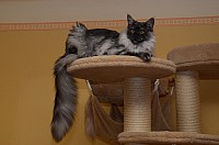 nickybaer_katzenfoto_201212_008