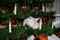 nickybaer_katzenfoto_201212_010