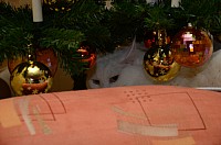 nickybaer_katzenfoto_201212_011