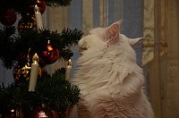 nickybaer_katzenfoto_201212_012