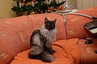 nickybaer_katzenfoto_201212_013