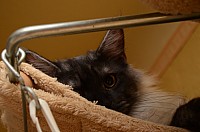 nickybaer_katzenfoto_201212_015