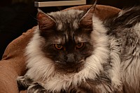 nickybaer_katzenfoto_201212_016