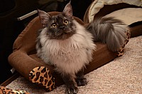 nickybaer_katzenfoto_201212_017