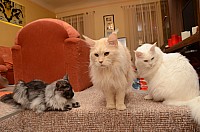 nickybaer_katzenfoto_201212_019