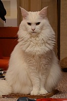 nickybaer_katzenfoto_201212_020