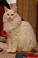 nickybaer_katzenfoto_201212_021