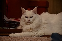 nickybaer_katzenfoto_201212_022