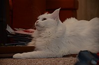 nickybaer_katzenfoto_201212_023