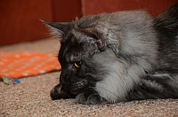 nickybaer_katzenfoto_201212_025