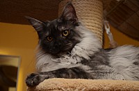 nickybaer_katzenfoto_201212_027