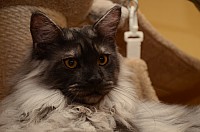 nickybaer_katzenfoto_201212_028