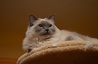 nickybaer_katzenfoto_201212_029