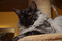 nickybaer_katzenfoto_201212_031