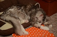 nickybaer_katzenfoto_201301_001