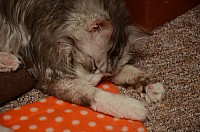 nickybaer_katzenfoto_201301_002