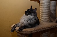 nickybaer_katzenfoto_201301_003