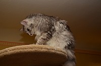 nickybaer_katzenfoto_201301_004