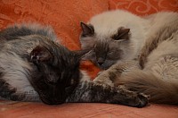 nickybaer_katzenfoto_201301_007