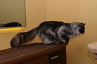 nickybaer_katzenfoto_201301_010