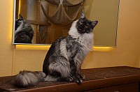 nickybaer_katzenfoto_201301_012