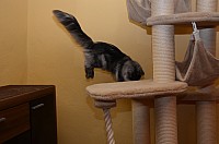 nickybaer_katzenfoto_201301_013