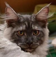 nickybaer_katzenfoto_201301_015