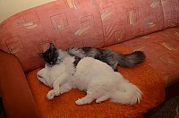 nickybaer_katzenfoto_201301_016