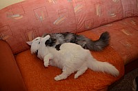nickybaer_katzenfoto_201301_017