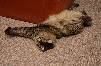 nickybaer_katzenfoto_201301_019