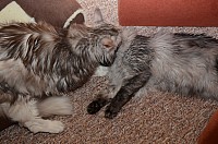 nickybaer_katzenfoto_201301_021