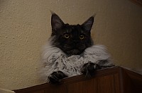 nickybaer_katzenfoto_201301_022