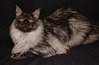 nickybaer_katzenfoto_201302_001