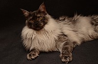 nickybaer_katzenfoto_201302_005