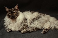 nickybaer_katzenfoto_201302_006