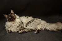 nickybaer_katzenfoto_201302_007