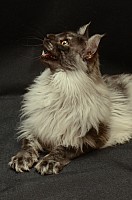nickybaer_katzenfoto_201302_009