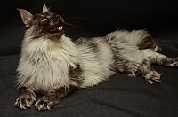 nickybaer_katzenfoto_201302_010