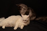 nickybaer_katzenfoto_201302_012