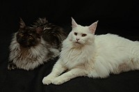 nickybaer_katzenfoto_201302_014
