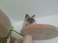nickybaer_katzenfoto_201304_002