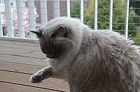 nickybaer_katzenfoto_201304_008