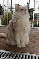 nickybaer_katzenfoto_201304_011