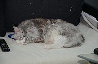 nickybaer_katzenfoto_201304_017