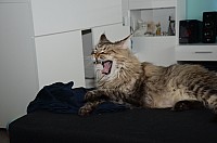 nickybaer_katzenfoto_201304_021