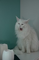 nickybaer_katzenfoto_201304_031